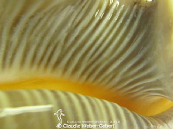 have a look inside....
macro of a conch by Claudia Weber-Gebert 